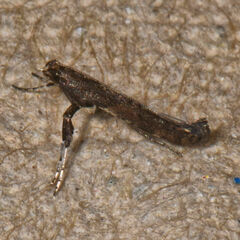 Caloptilia stigmatella