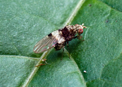 Sapromyza pictigera