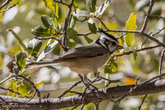 Baeolophus wollweberi