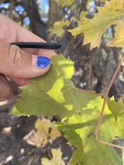 Vitis arizonica
