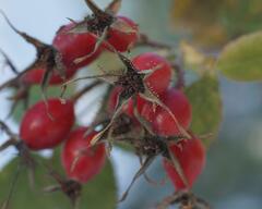 Rosa rubiginosa