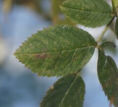 Rosa rubiginosa