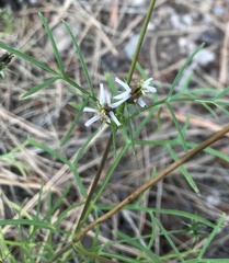 Cosmos parviflorus