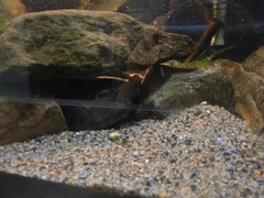 Sternotherus
