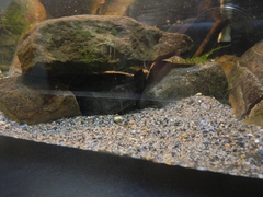 Sternotherus
