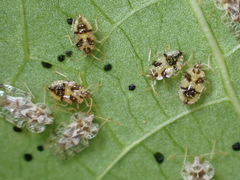 Corythucha marmorata