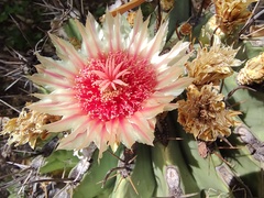 Ferocactus townsendianus