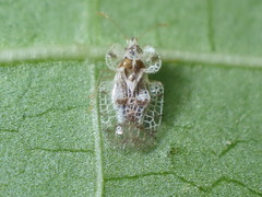 Corythucha marmorata