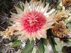 Ferocactus townsendianus