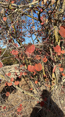 Cercis occidentalis