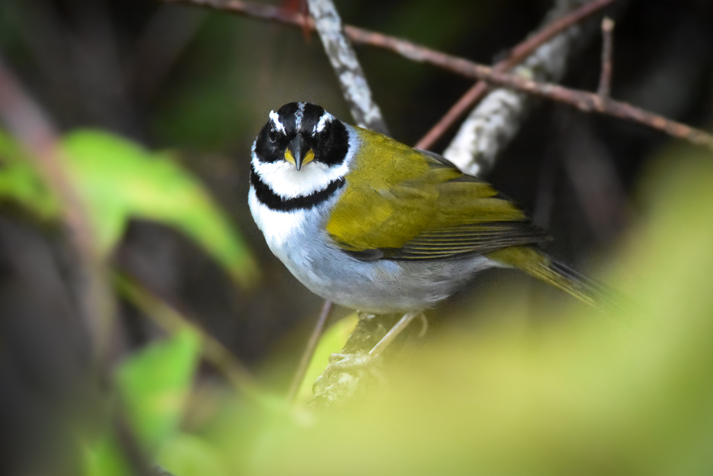 Saffron-billed × Pectoral Sparrow