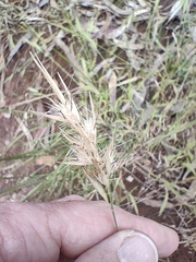 Rytidosperma caespitosum