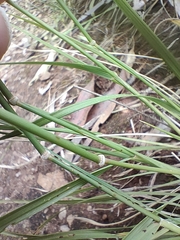 Rytidosperma caespitosum