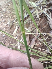 Rytidosperma caespitosum