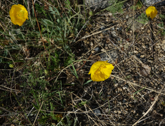Papaver chakassicum