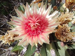 Ferocactus townsendianus