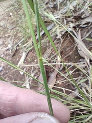 Rytidosperma caespitosum