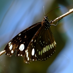 Euploea core corinna