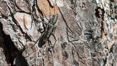 Xylotrechus sagittatus