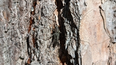 Xylotrechus sagittatus