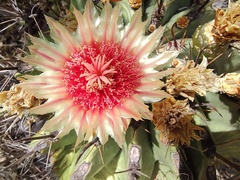 Ferocactus townsendianus