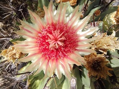 Ferocactus townsendianus