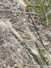 Austrostipa elegantissima