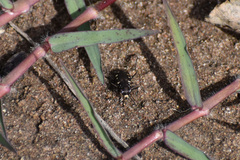 Cicindela ocellata