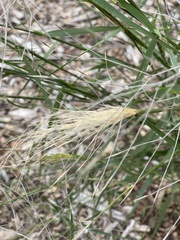 Austrostipa elegantissima