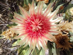 Ferocactus townsendianus