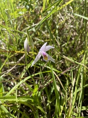 Bletilla formosana