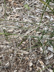 Austrostipa elegantissima