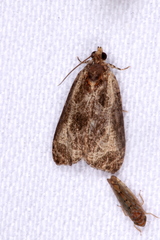 Olethreutes inornatana