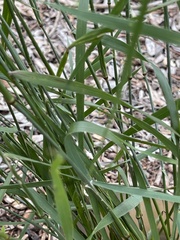 Austrostipa elegantissima