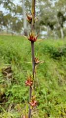 Watsonia meriana