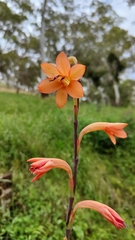 Watsonia meriana