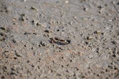 Macrophthalmus