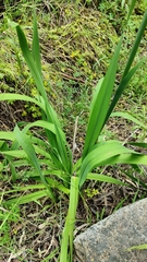 Watsonia meriana