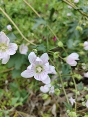 Malva weinmanniana