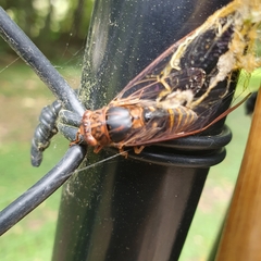 Birrima varians