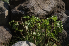 Pittocaulon praecox