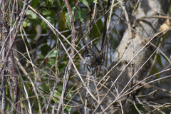 Setophaga coronata