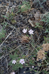 Silene linnaeana