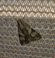 Noctuidae