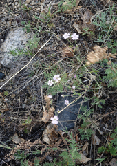 Silene linnaeana
