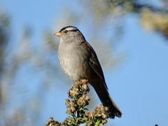 Zonotrichia leucophrys
