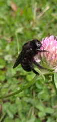 Xylocopa