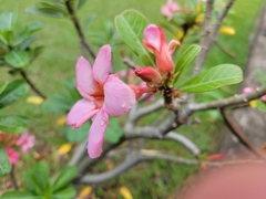 Adenium obesum