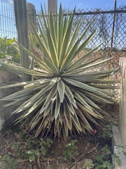 Agave vivipara