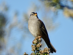 Zonotrichia leucophrys